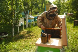 Beekeeper backyard beekeeping, manuka honey, honeybee crisis