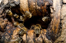 Honeybee Hive honeybees, pirate bees, honeybee, Namibia, guards
