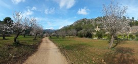 Almond Trees honeybees, thieves, almonds, weed killer