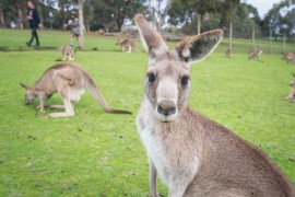 Australian kangaroo in wild life park