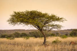 Kenya Honey Saves Acacia Trees Kenya honey, acacia tree, deforestation
