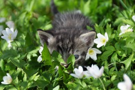 Small kitten hiding behind leaves kitten, manuka honey