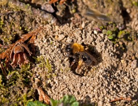 Ground Bees ground bee, ground bee nest