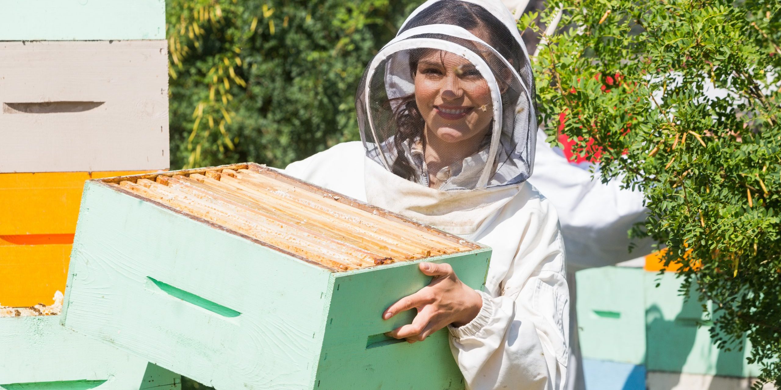 honeybee-craze-inspires-its-own-bee-school-manuka-honey-usa