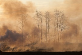 Bush fire in Tasmania tasmania, bush fire, honey
