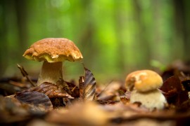 Mushroom mushrooms, honeybees, bee crisis