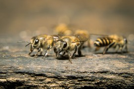 Honeybees honeybees, honeybees alarm system, protection, china, bacteria