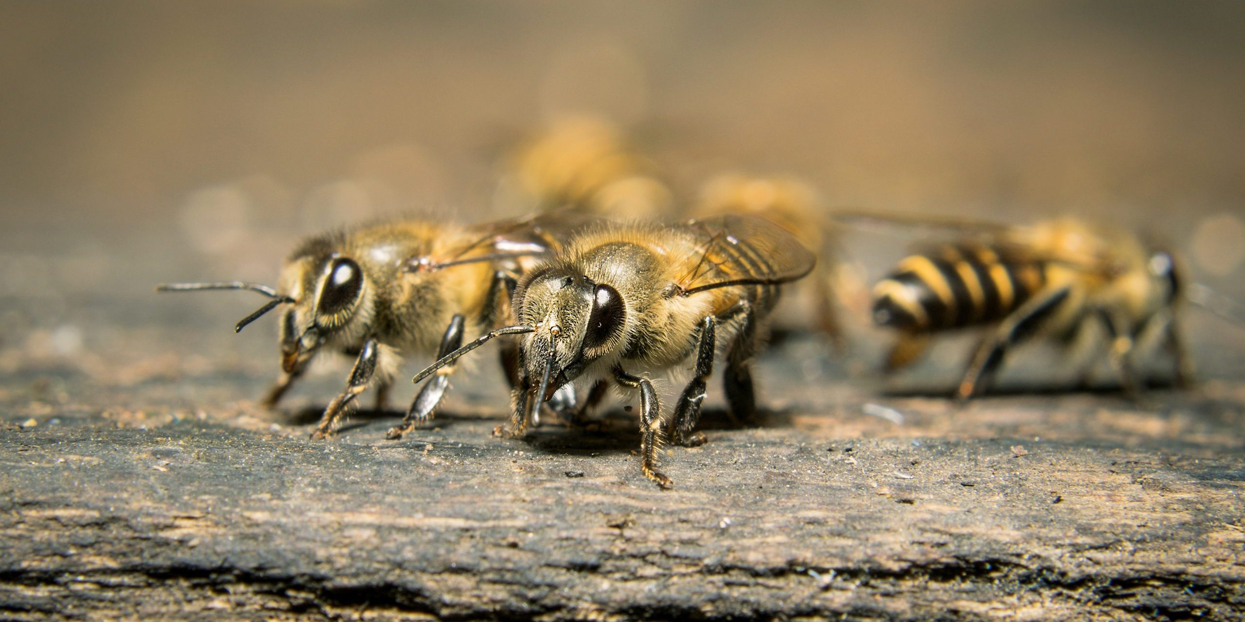 Honeybees and Their Own Alarm System - Manuka Honey USA