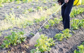 Pesticides pesticide, honeybees, chlorpyrifos, pesticides
