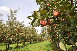 Ohio Couple Runs Honey Winery honey wine, orchard
