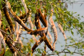 Honey locust (Gleditsia triacanthos) honey locust, Cherokee Nation
