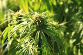 marijuana plant marijuana honey, butane fires