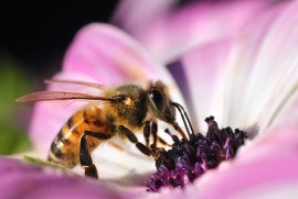 pest, flower, pollinator garden, honeybee, attracting honeybees, biofuels