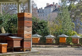 Urban Beekeeping San Francisco honeybees, luxury hotels, Canada honeybee, New York City, best bees