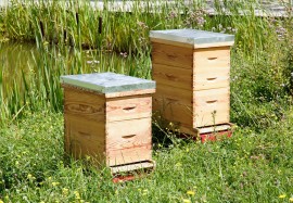 Beehives honeybees, North Carolina, warm winter spells, thieves