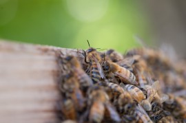 Honeybees harmful pesticides, honeybees, miracle-gro, pest control