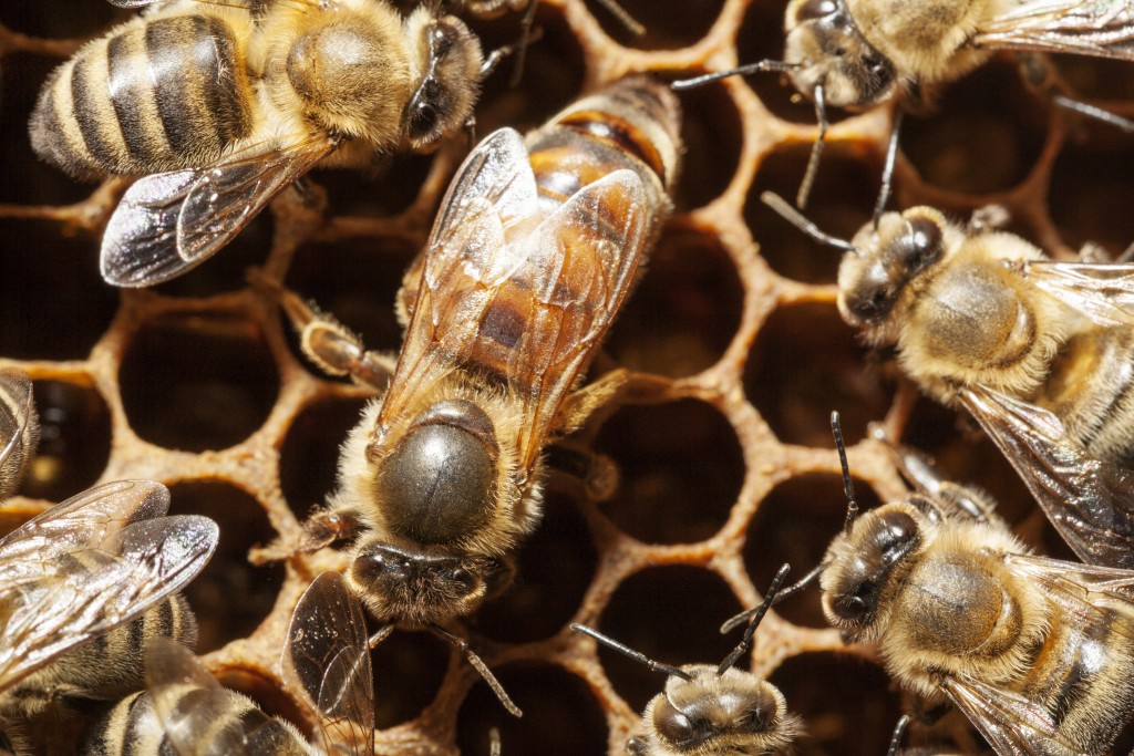 Starved Baby Honeybees Grow into Stronger Adults - Manuka Honey USA