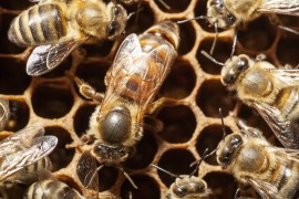 Honeybee baby honeybees, larvae, starvation, ccd, Irish honeybees, migrant