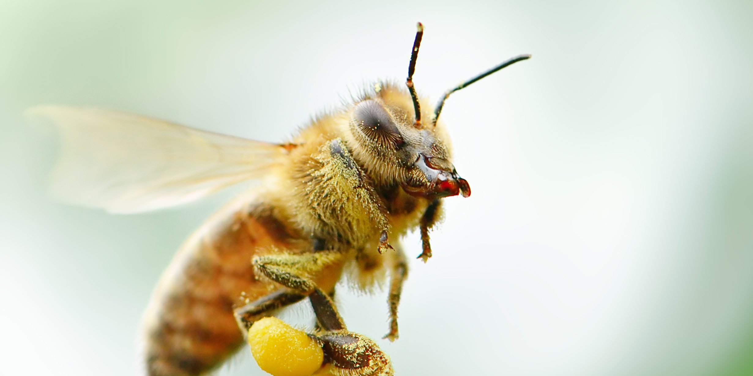 A Beginner’s Guide to Honeybee Breeds - Manuka Honey USA