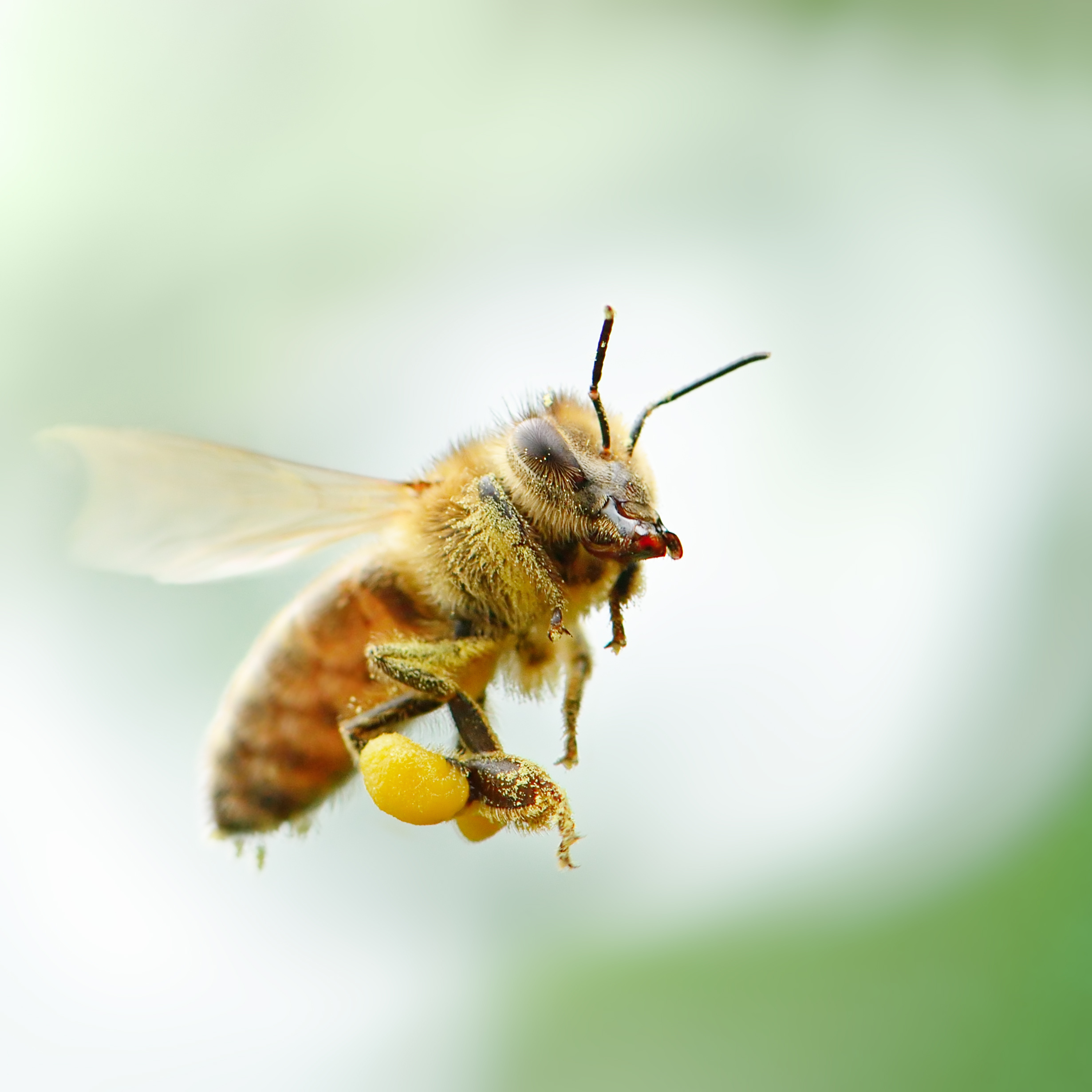 Honey Bee Types