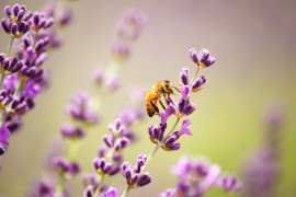 Honeybee lavender, honeybee brain, honeybees, pollen