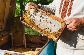 Beekeeper manuka honey, testing, pesticides
