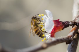 Honeybees pesticides, new app, honeybee protection, bees