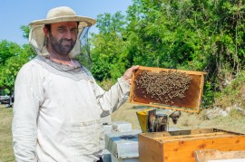 Manuka Honey Madness hive poisoning, honeybees, beekeepers, manuka honey