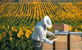 Pollinating Sunflowers nutritional deficits, honeybee diets, pollinator habitats, beekeepers