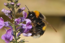 Bumblebee butterburs, honeybee preferences, accents, pollination, bumblebee