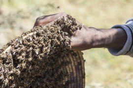 Honeybee Swarms honeybee swarms, declining bee populations