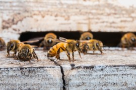 Honeybee Colonies honeybee colonies, collapsing colonies, colony collapse disorder, zika, dementia, bee stings