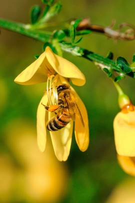 Honeybees varroa mite infestations, honeybee viruses