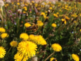 Honeybee Denmark, ISIS, urban honey, Nosema