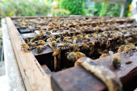 Honeybees manuka honey, roadside hives, truck drivers, bees, varroa mites