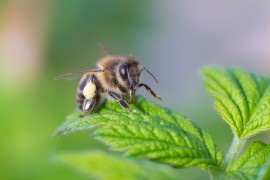 Honeybees honeybees, colony collapse disorder, pesticide, decline