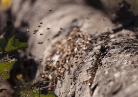 Africanized Honeybees africanized honeybees, tips for honeybee attacks