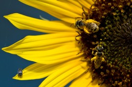 Honeybee Hunting bee hunting, follow the wild bees