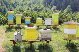 Beehives manuka honey, taranaki honey,, theft
