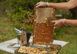 Honeybees honeybees, nectar hogs, pollination, FDA
