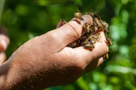 Lending a Hand helping honeybees, pesticides, colony collapse disorder, bee charmer