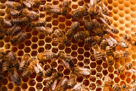 Worker Honeybees honeybees, pollination, colony collapse disorder