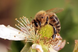 Africanized Honeybees Africanized bees, honeybee, honeybee swarms