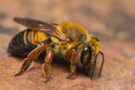 Honeybees honeybees, colony collapse disorder, zombees