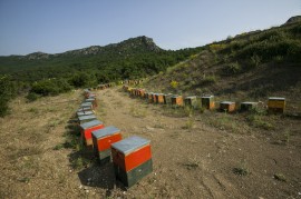 Honeybees South African bees, asexual reproduction, Cape honeybees, bees