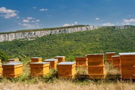 New Zealand Beehives manuka honey, new Zealand's environment, Nuffield