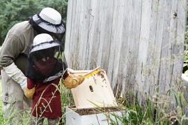 Honeybee Education catholic teacher, honeybee awareness, honeybee education, honey, family