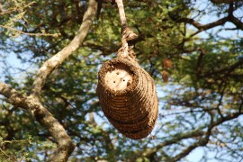 Traditional Beehive yemen beekeepers, honeybees, civil war