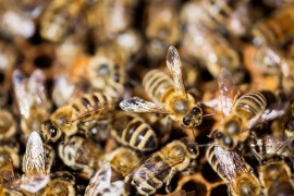 Honeybees North Dakota honeybees, colony collapse disorder