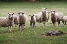 Sheep Eric the sheep, manuka honey, New Zealand